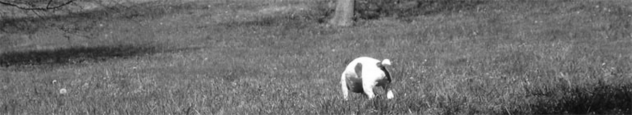 The Bulldogs are Cheating header image 2