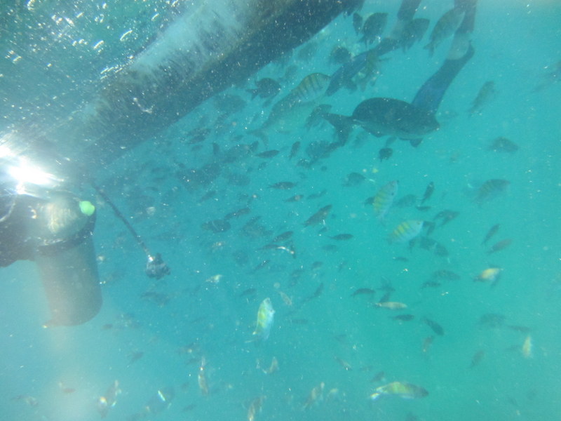 A good view of just how many fish we were jumping into.