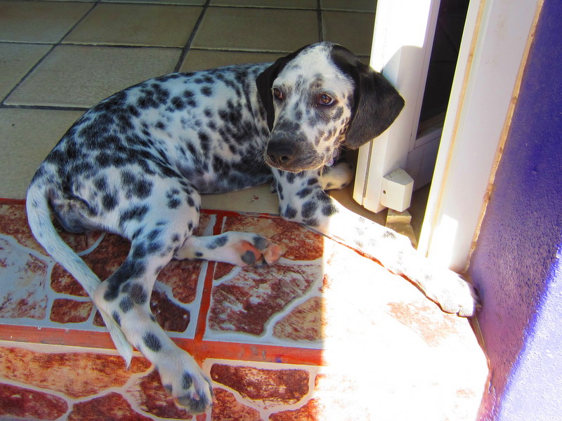 Nina the candy store dog